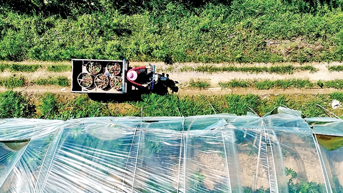 馬鞍山雨山區：無花果熟滿園香