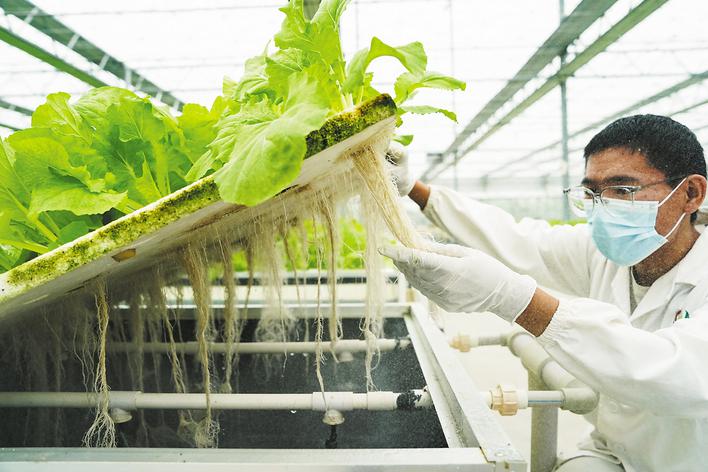 肥東：打造自動化“植物工廠”