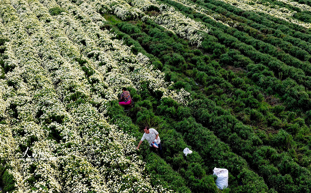 安徽亳州：金秋采菊忙