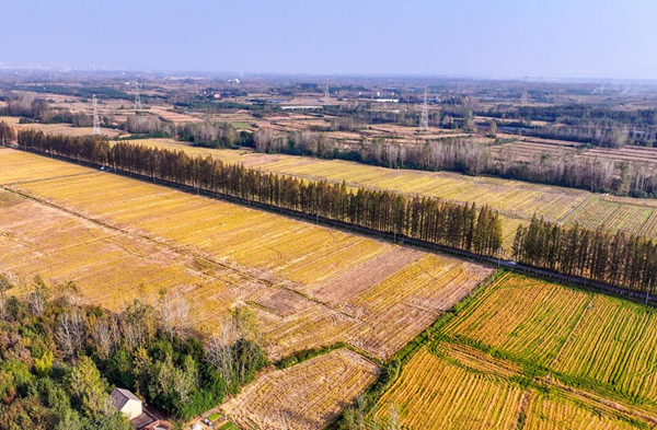 全椒縣六鎮鎮：金色稻田繪豐收 新村宜居滿幸福